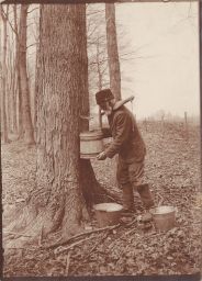 Gathering sap with old-time sap bucket and sap yoke.