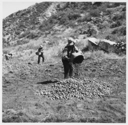 Mounding harvested potatoes in the field Papas