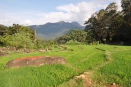 Sown paddy lands northeast of main settlement, view east