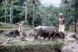 Householders plowing with water buffalo