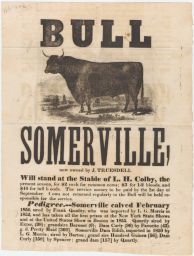 Bull Somerville Poster