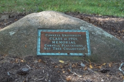 Class of 1901 Memorial Nut Tree Collection
