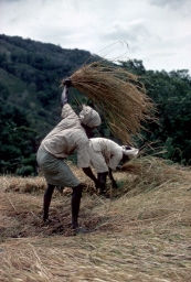 Householders harvesting paddy