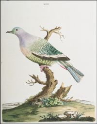 Plate XVIII.: The Purple Pigeon.: Genus Columba. Lin. Syst. 279. Pigeon. Pen. Gen. Birds.: P. Brown