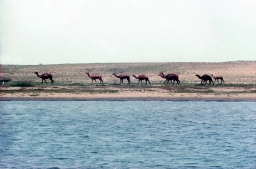 Camels Near Dwaraka