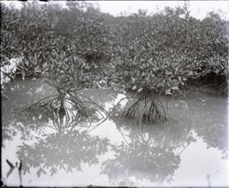 Mangrove growing in tide water