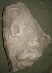 Base with skin, fragment