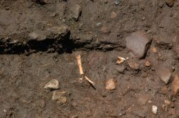 Close up of Animal Bone and Tooth Fragments in Feature 6 at the White Springs Site