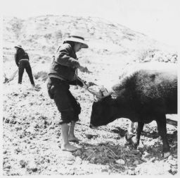 Hitching oxen to yoke Arreglando la yunta