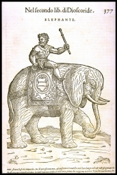 Elephante (from Mattioli, Discourses)