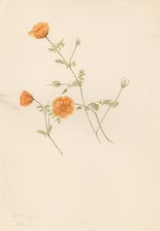 Untitled - Orange Flowers