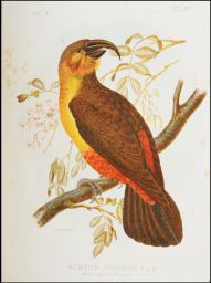 Nestor Productus: Philip Island Parrot