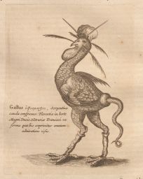 Mundus Subterraneus, 3rd edition: Ophiomorphic cock