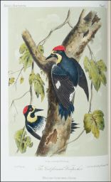 Drawn on stone by W.E.Hitchcock: Geo.G. White, del: Lith. Printed & Cold. by J.T. Bowen, Philadelphia: The Californian Woodpecker: Melanerpes formicivorus (Swains)