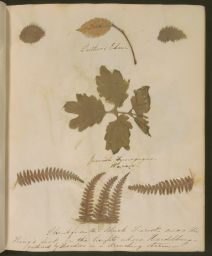 Jennie McGraw's Scrapbook. Plant specimen from the Jewish Synagogue, Worms (Germany)