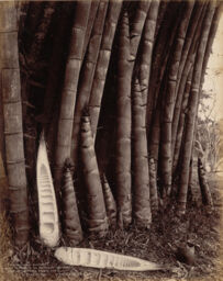 Giant bamboo in the Peradeniya gardens, Ceylon