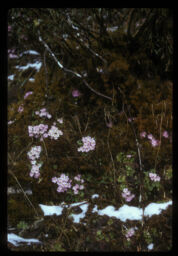 jungali himali ful (जंगली हिमाली फूल / Mountain Wild Flowers)