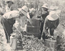 Peasants preparing chemical pesticide (DDT) in the field