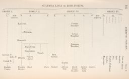 Columbia Livia or Rock Pigeon chart.