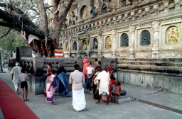 Bodhi Tree, Mahabodhi Temple