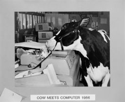 Cow Meets Computer