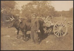 Man standing with cart and oxen