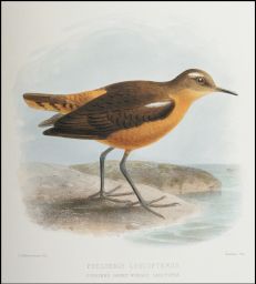 Phegornis leucopterus: Forster's short winged sandpiper: J.G. Keulemans lith.: Hanhart Imp.