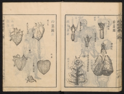 解體新書 / Kaitai shinsho / Tabulae Anatomicae in quibus corporis humani omniumque ejus partium structura et usus brevissime explicantur