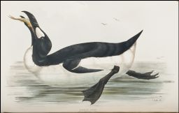Great Auk: drawn from Nature & on stone by J.& E. Gould.: printed by C. Hullmandel