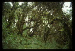 rukhharuko hangalai jhyauharule betariyeko (रुखहरुको हाँगालाई  झ्याउहरुले बेटारीएको / Tree Branches Covered With Moss)