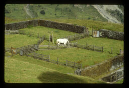 Bheda farma ma paleko Ghoda (भेडा फार्ममा पालेको घोडा / Horse Which Is Use by the Officer of a Sheep Farm)