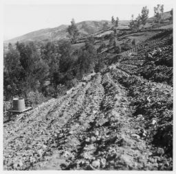 Potato field after planting Chacra de papa y tanque de agua