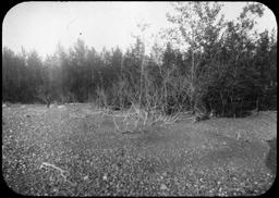 Yakutat Bay: Sinking of land as head of Russell Fiord. Beach advancing on forest. Camp 6. 1905-103 USGS