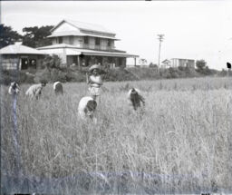 Women and boys harvesting rice