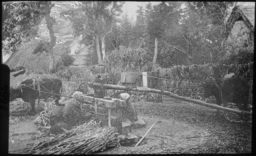 Women operating a sugar mill in a wooded area