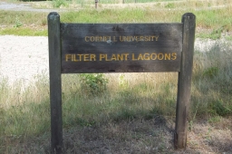 Filter Plant Lagoons