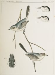 Birds, Plate XXXIII. Fig. 1. Polioptila plumbea, Baird. Fig. 2. Psaltriparus plumbeus, Baird. Fig. 3. Sitta aculeata, Cassin. Fig. 4. Sitta carolinensis.
