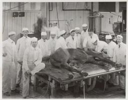 Photo of a horse being prepared for surgery.