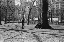 Tree, Central Park