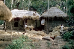 Householders rethatching roof with paddy straw