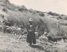 Shepherd woman: raising sheep in pastures