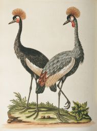 Crowned African Cranes