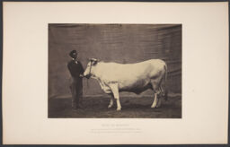 Vache de Mariahof, plate 711 from the Concours agricole series