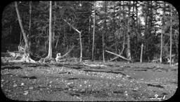 Yakutat Bay: Knight Island S.W. PA. Forest invaded by sand 1905-101