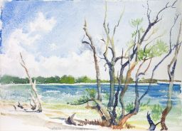 Untitled (Beach trees), Fort Myers Beach