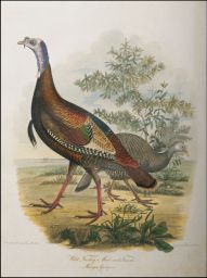 Wild Turkey, Male and Female.: Meleagris Gallopavo.: Drawn from Nature by Titian R. Peale: Engraved by Alexander Lawson