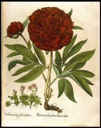 I. Paeonia polyanthos flore rubro [Peony]. II. Sedum minus flore rubente (from Besler, Hortus)