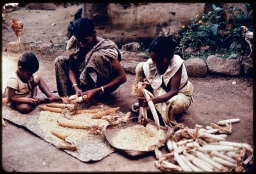 Householders shelling maize